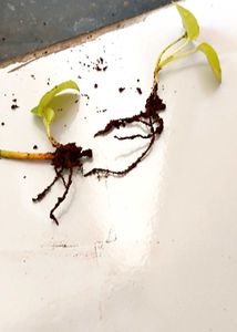 Three healthy saplings with roots and snake plant