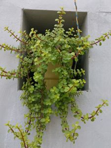 Plants