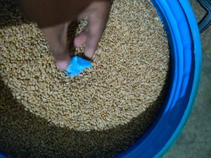 4 Injections to protect Grain/wheat from insects
