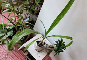 Set 2.Syngonium &amp; Crinum  Plants 🪴