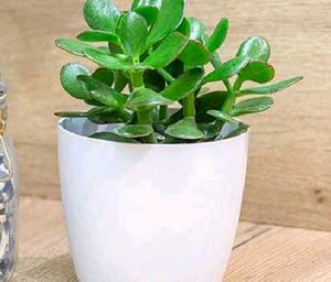 Combo Of 7 Air Purifier Plants