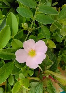 8 Colour Combo Portulaca