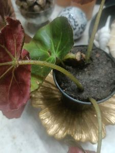 Begonia Plant with Decorative Pot