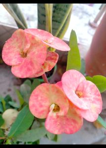 Euphorbia Milii