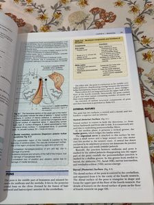 Clinical Neuroanatomy Textbook