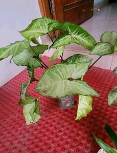 Pack 2 Arrowhead &amp; Callisia Fragrans: Plants &amp; Pot