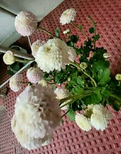 Set 2 Beautiful Sewanti  &amp; Gulab Plants