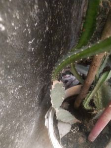 Red Drigon Plant Cutting Only Single Piece