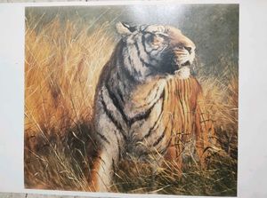 Tiger Picture