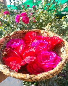 5 Red 🌹 Rose Steam