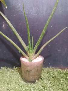 Real Mini Aloe Vera Plant With Glass Pot