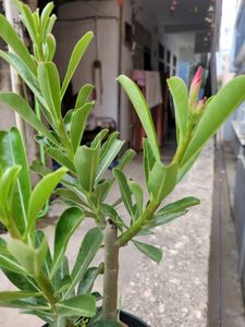 Adenium