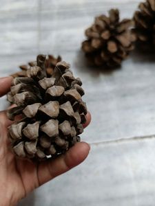 Combo Of Pine Tree For Decorations