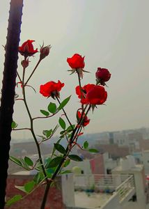 Beautiful Mini Rose Plant Cutting 🥳💐
