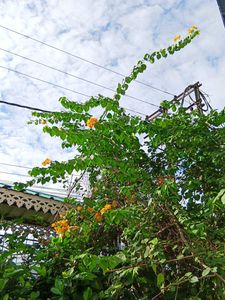 Yellow Bougainvillea Cutting Sapling