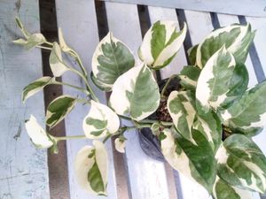 Indoor Plant Variety Pack