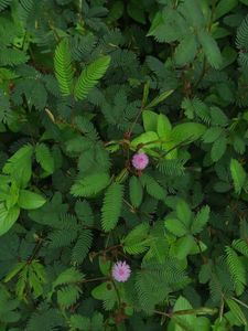 Mimosa Pudica Plant Seeds Shameplant