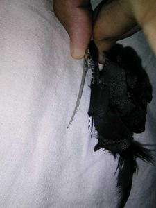 Black Rose Hair Clip