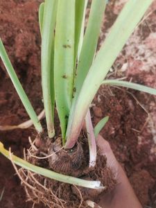 Taro Plant Starter