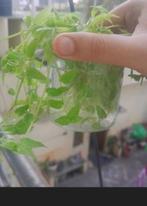 Real Rooted Turtle Vine Potted Plant