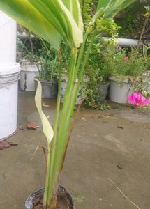 Four Plants  Combo
