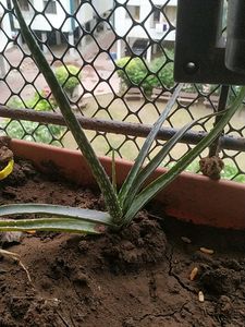 Alovera For Beginners Best Plant