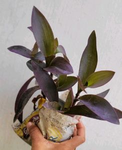 Set 2 Purple 💜 Heart &amp; Money&#39; Plants 🌵