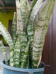 Live Plants, Sanseivera Air Purifier
