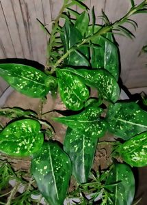 Mixed Verity Of Plants