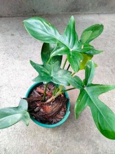 Indoor And Varigated Plants Combo