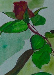Rose Flower Watercolor Painting