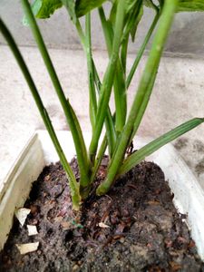 Assorted Houseplant Collection
