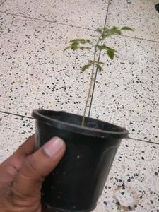 Curry Tree Or Meethi Neem Small Sapling