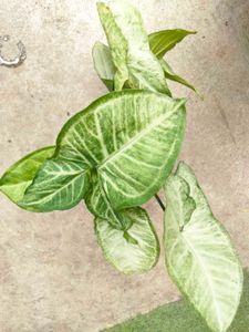 Mix Plants Combo