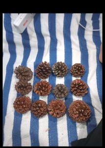 5 Pine Cone