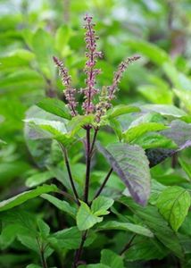 Combo of two Plant (Tulsi)And(Alovera) In One Pack
