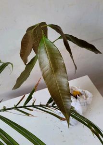 Pack 2 Big Mango 🥭 &amp; NeverNever Plants