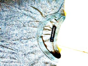 Cotton Care Heathered Tee - Size S