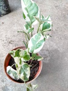 Indoor Plant Collection