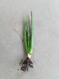 Combo 5 Live Plants