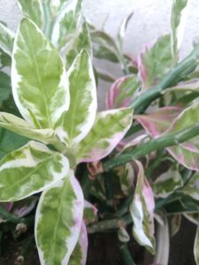 Devil&#39;s Backbone Plant