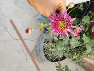 4 Flowers Plant