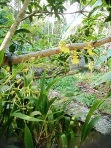 10 Live Root Plants