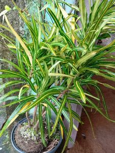 Croton Plant - Vibrant Indoor Foliage