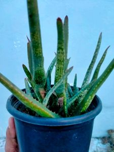 Aloe Vera chinensis