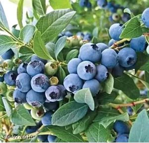 hybrid blue berry 🫐 plant easily grow in pot