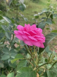 Pink rose steem