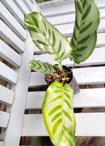 Mix Combo Plants