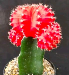 Combo Of 2 Color Grafted Moon Cactus