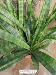 Sansevieria Trifasciata Zeylanica (Spotted)